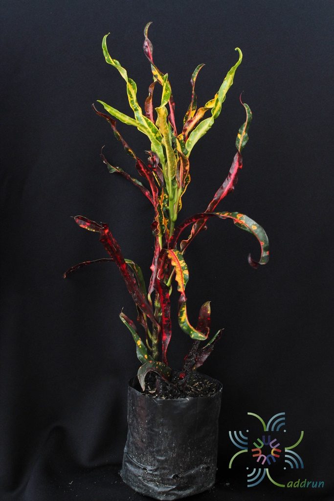 โกสนเกลียวแดง Codiaeum variegatum (L.) Rumph. ex A.Juss.