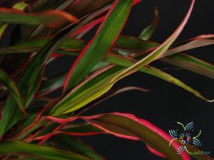 หมากผู้หมากเมีย หางหงส์ Cordyline fruticosa (L.) A.Chev. ‘Hanghong’