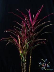 หมากผู้หมากเมีย หางหงส์ Cordyline fruticosa (L.) A.Chev. ‘Hanghong’