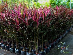 หมากผู้หมากเมีย หางหงส์ Cordyline fruticosa (L.) A.Chev. ‘Hanghong’
