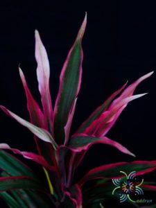 หมากผู้หมากเมีย หางหงส์ Cordyline fruticosa (L.) A.Chev. ‘Hanghong’