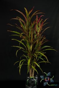 หมากผู้หมากเมีย หางหงส์ Cordyline fruticosa (L.) A.Chev. ‘Hanghong’
