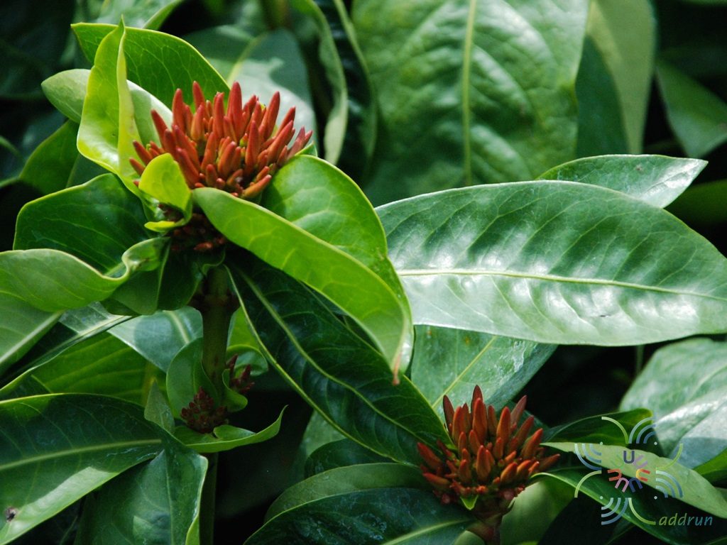 เข็มมาเลย์ Ixora spp.