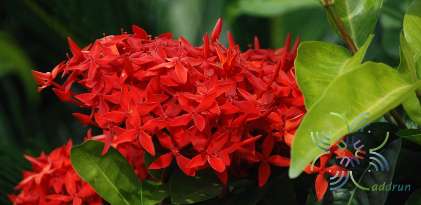 เข็มมาเลย์ Ixora spp.