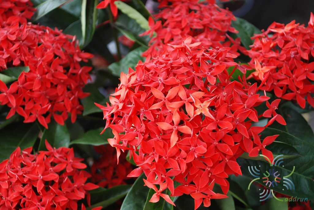 เข็มมาเลย์ Ixora spp.
