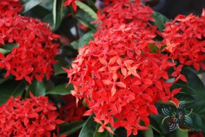 เข็มมาเลย์ Ixora spp.