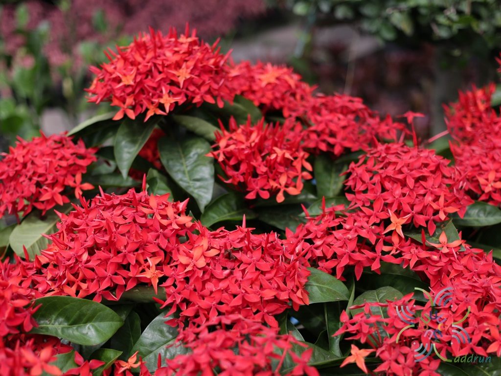 เข็มมาเลย์ Ixora spp.