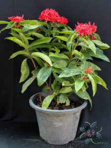 เข็มมาเลย์ Ixora spp.
