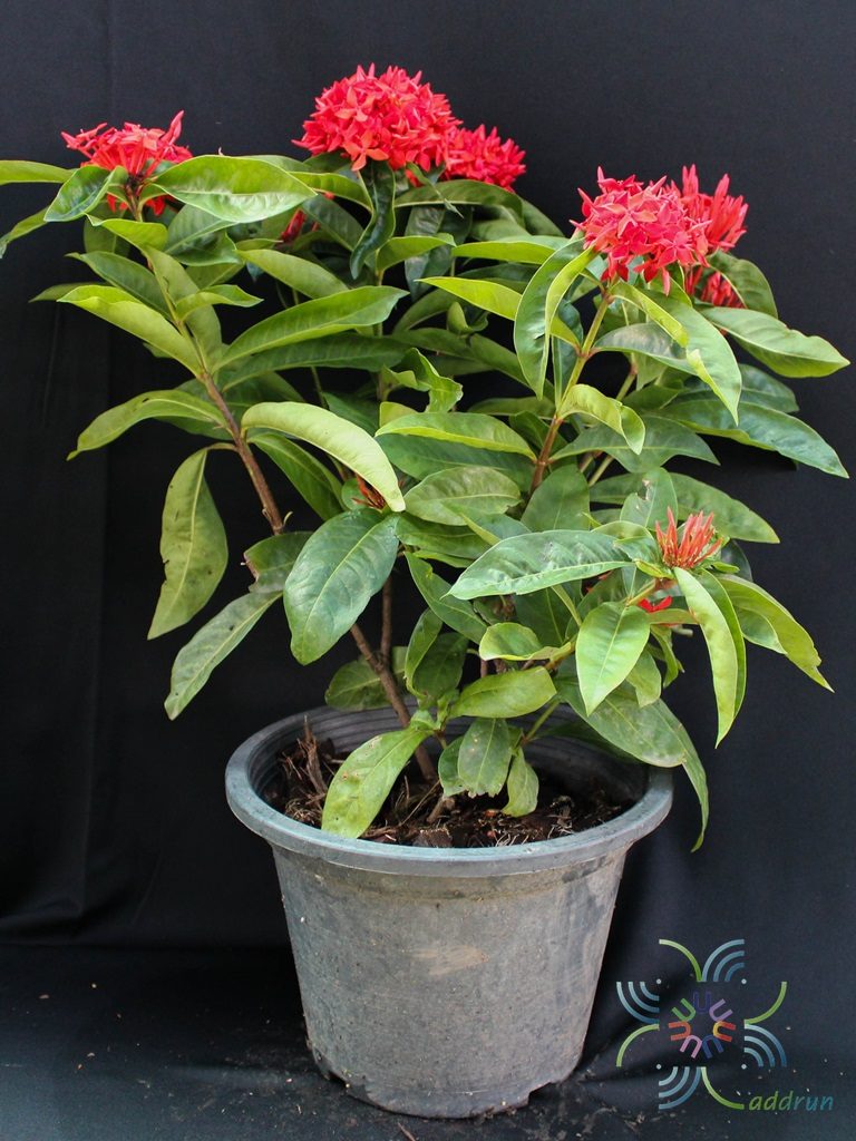 เข็มมาเลย์ Ixora spp.