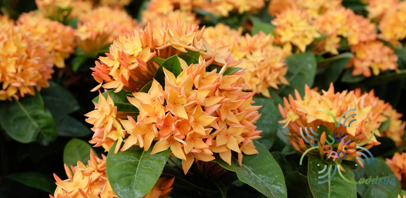 เข็มส้ม Ixora spp.
