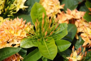 เข็มส้ม Ixora spp.