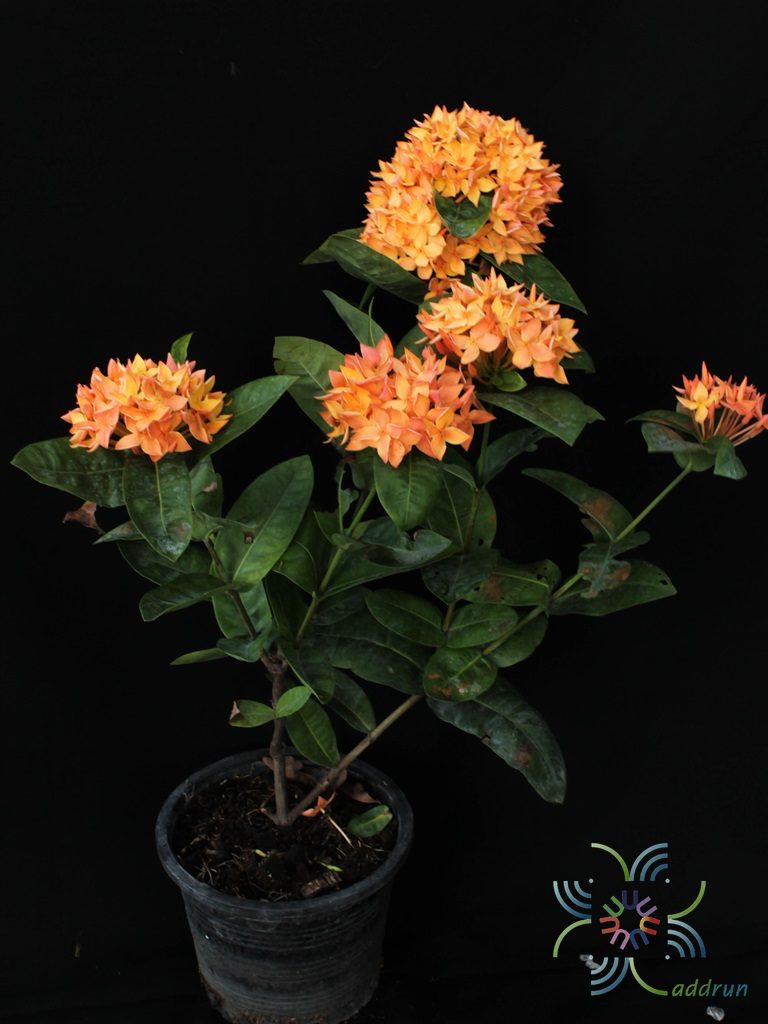 เข็มส้ม Ixora spp.
