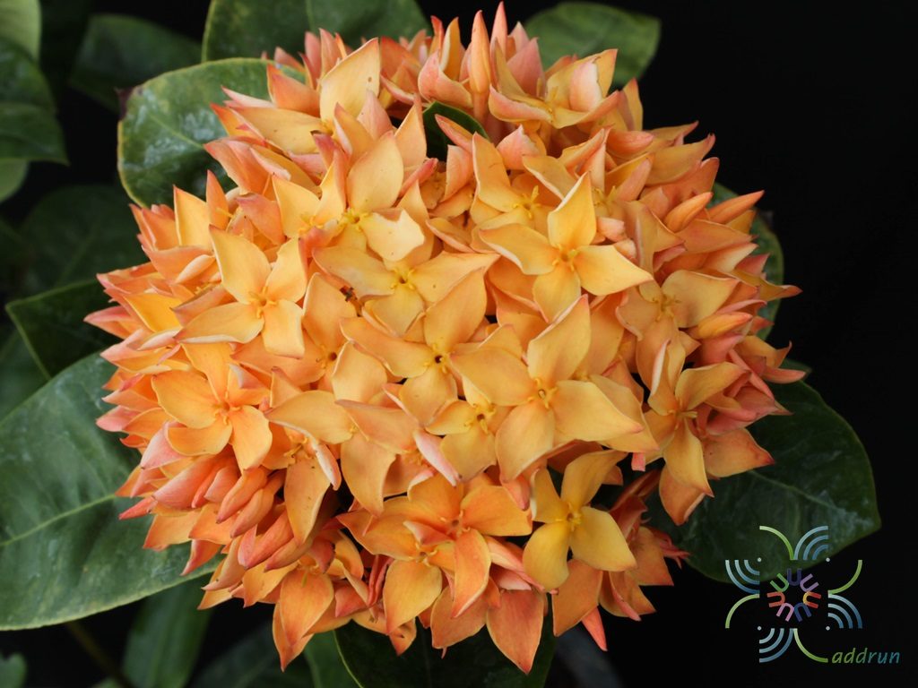 เข็มส้ม Ixora spp.