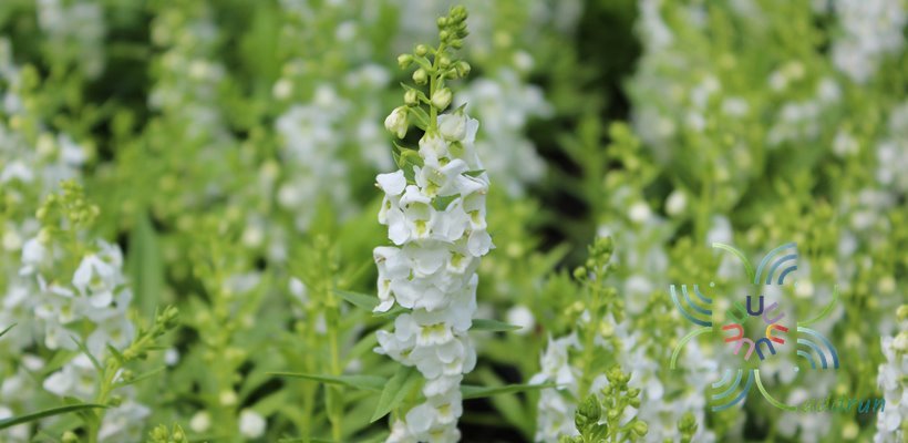 แวววิเชียร Angelonia goyazensis Benth.