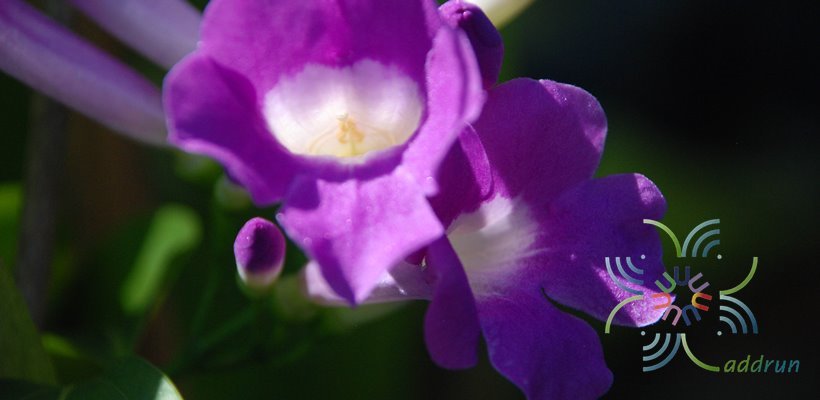 กระเทียมเถา Mansoa alliacea (Lam.) A. H. Gentry
