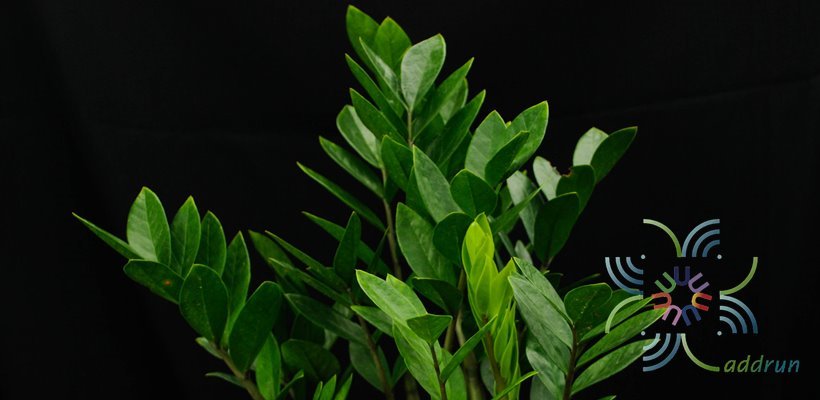 กวักมรกต Zamioculcas zamiifolia (Lodd.) Engl.