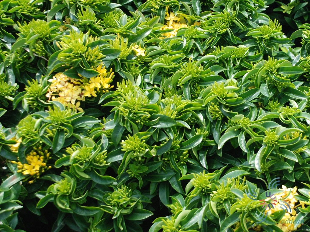 เข็มเหลืองชัชวาล Ixora spp.
