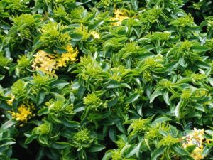 เข็มเหลืองชัชวาล Ixora spp.