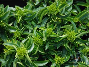 เข็มเหลืองชัชวาล Ixora spp.