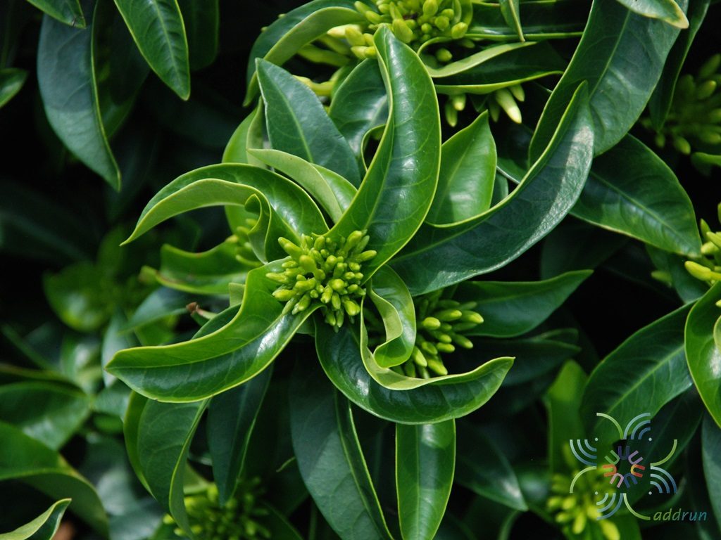 เข็มเหลืองชัชวาล Ixora spp.