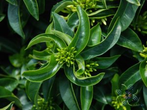 เข็มเหลืองชัชวาล Ixora spp.