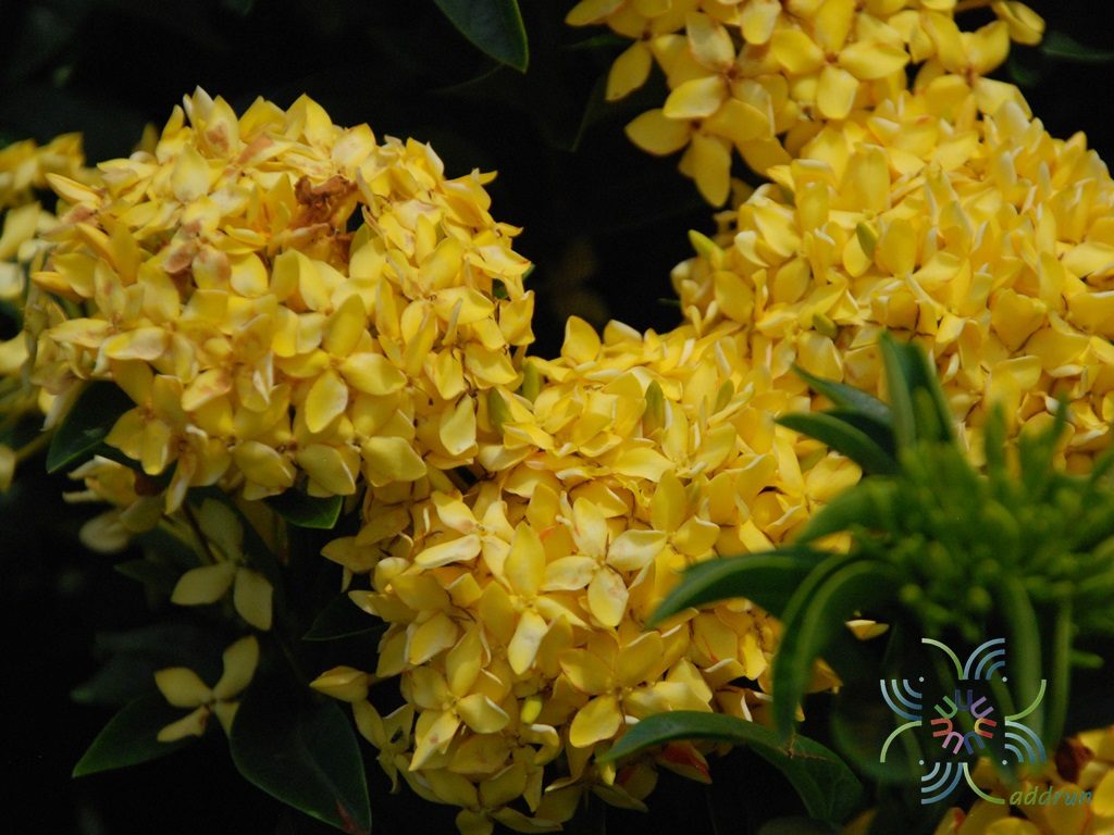 เข็มเหลืองชัชวาล Ixora spp.