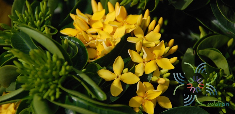 เข็มเหลืองชัชวาล Ixora spp.
