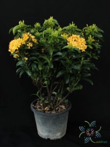 เข็มเหลืองชัชวาล Ixora spp.