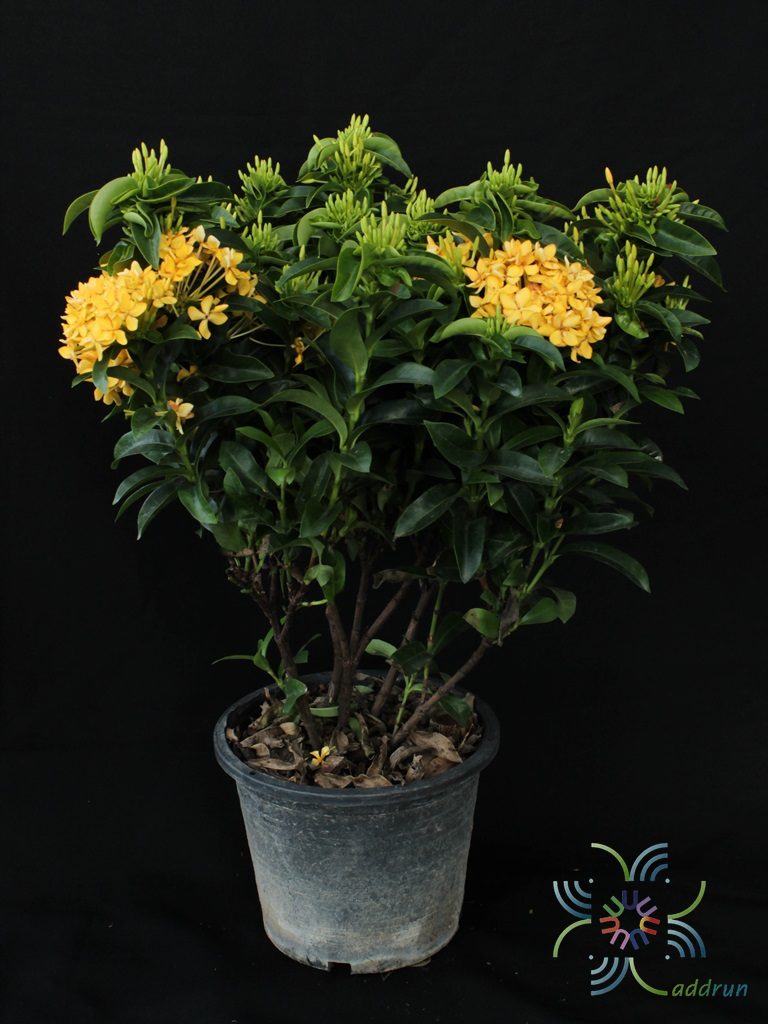 เข็มเหลืองชัชวาล Ixora spp.