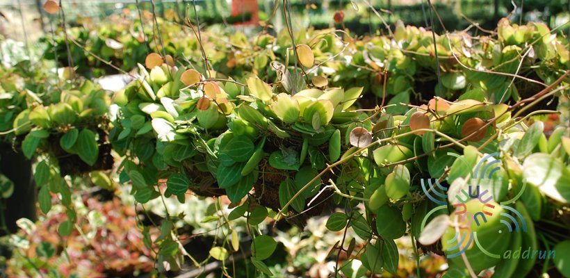 เดฟแตงโม Dischidia ovata Benth.