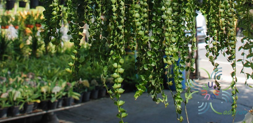 เดฟหัวใจ Dischidia ruscifolia Decne. ex Becc.