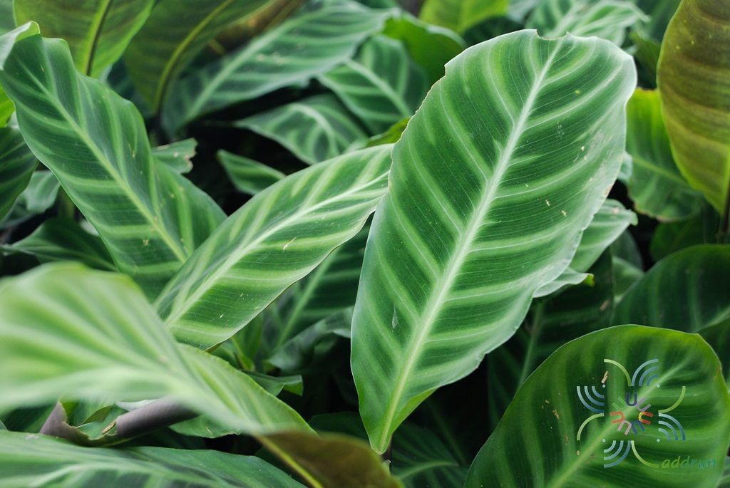 คล้าม้าลาย Calathea zebrina (Sims) Lindl.