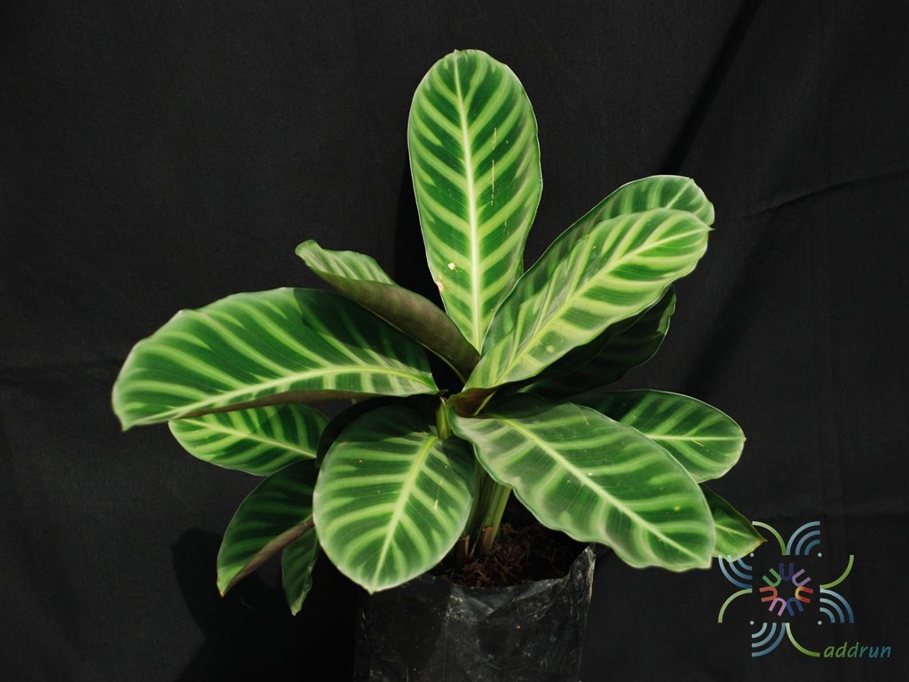 คล้าม้าลาย Calathea zebrina (Sims) Lindl.