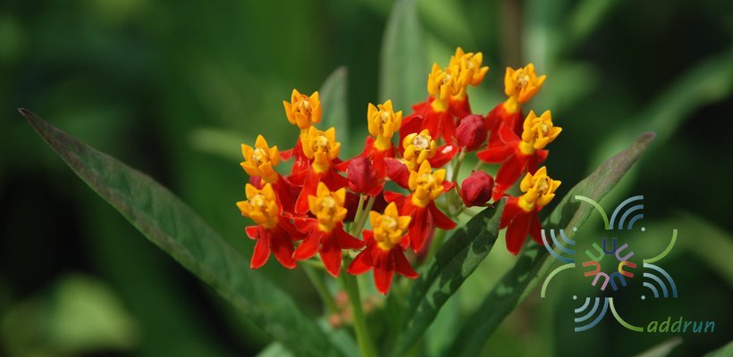 ไฟเดือนห้า Asclepias curassavica L.