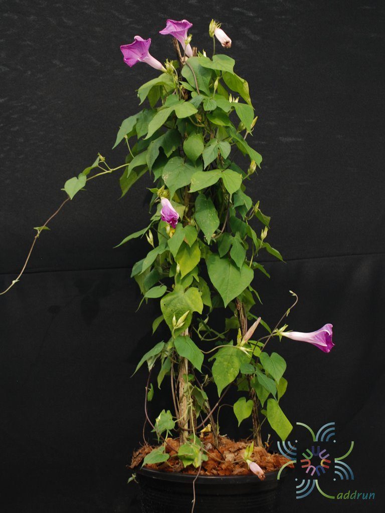 มอร์นิ่งกลอรี่ Ipomoea purpurea (L.) Roth