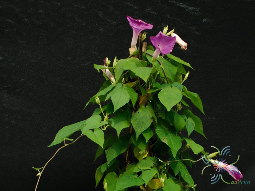 มอร์นิ่งกลอรี่ Ipomoea purpurea (L.) Roth