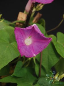 มอร์นิ่งกลอรี่ Ipomoea purpurea (L.) Roth