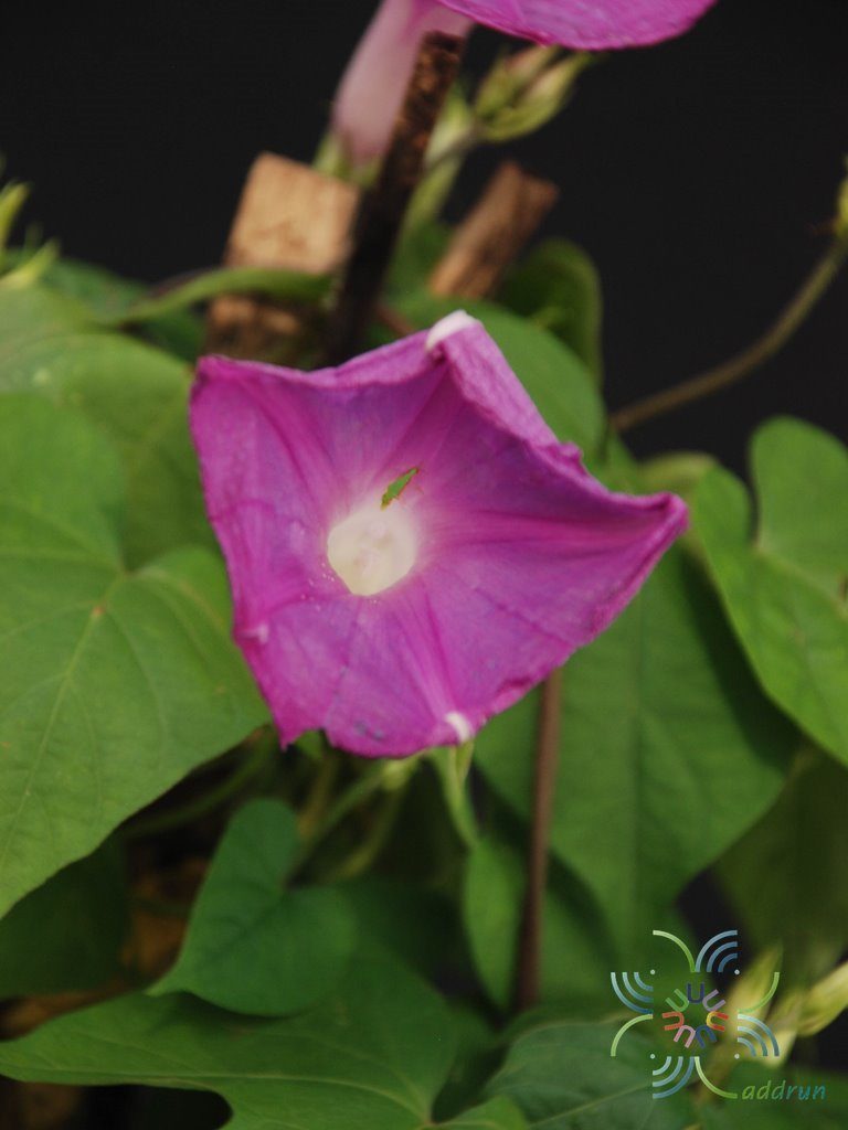 มอร์นิ่งกลอรี่ Ipomoea purpurea (L.) Roth