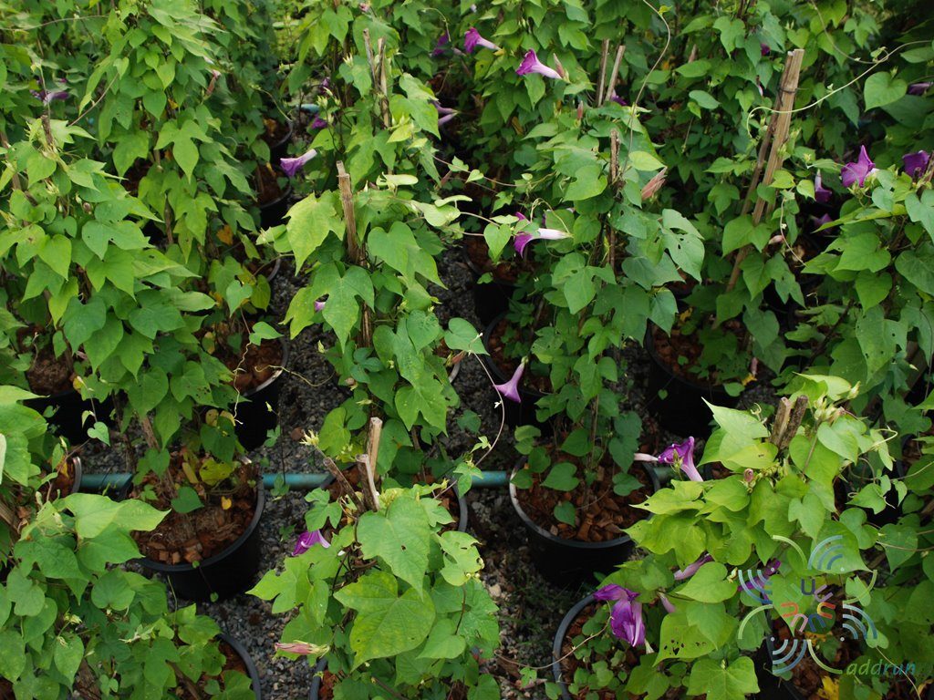 มอร์นิ่งกลอรี่ Ipomoea purpurea (L.) Roth