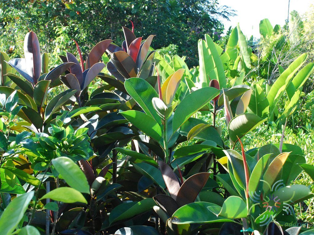 ยางอินเดีย Ficus elastica Roxb. ex Hornem.