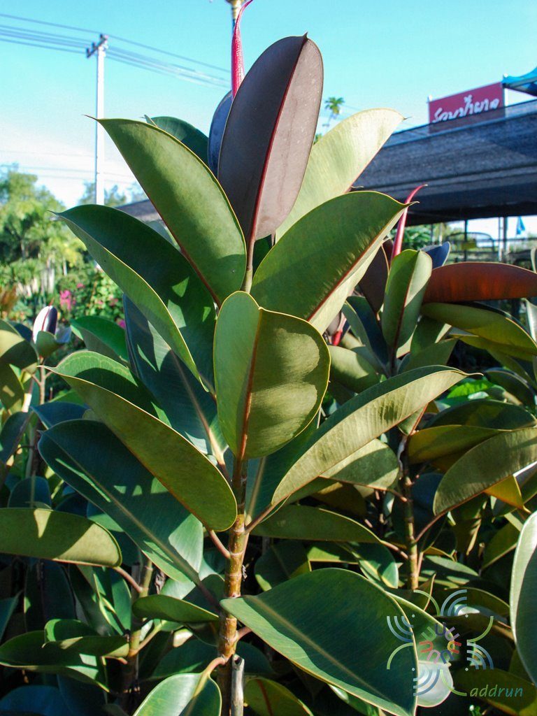 ยางอินเดีย Ficus elastica Roxb. ex Hornem.