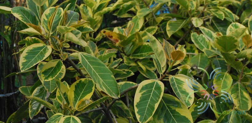 ยางอินเดียด่าง Ficus elastica Roxb. ex Hornem. ‘variegata’