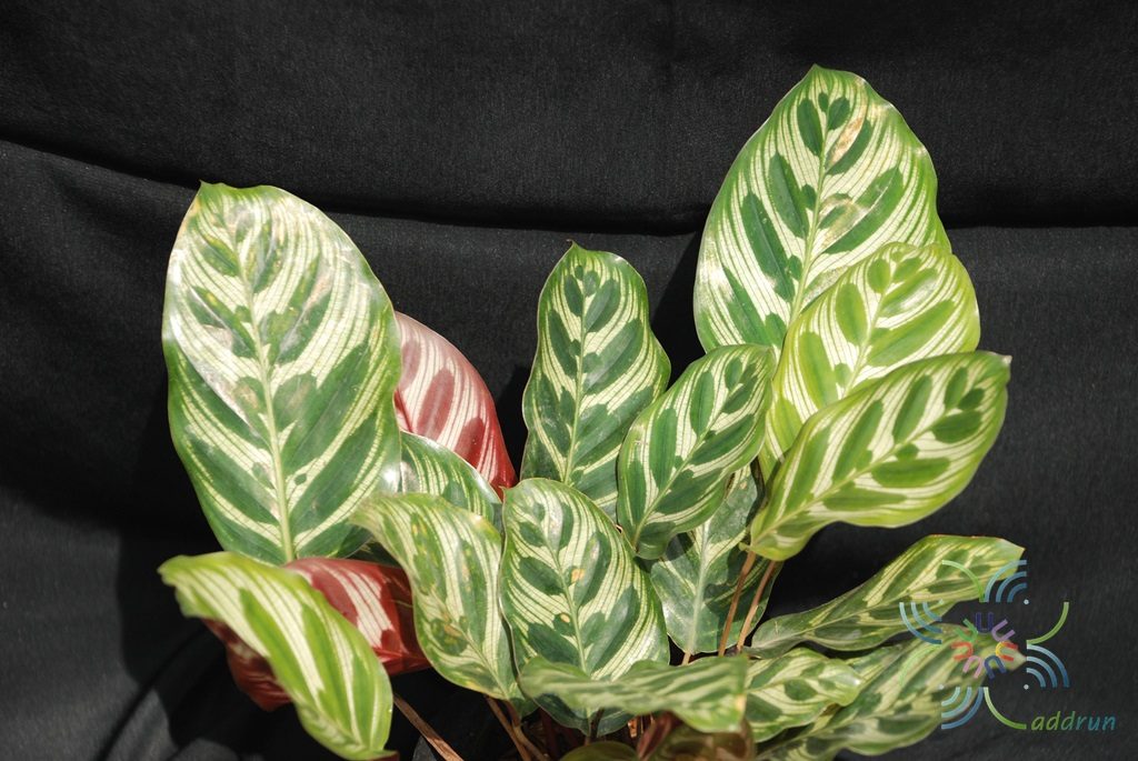 คล้าแววมยุรา Calathea makoyana E.Morren