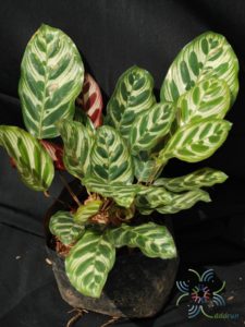 คล้าแววมยุรา Calathea makoyana E.Morren