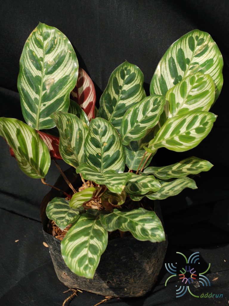 คล้าแววมยุรา Calathea makoyana E.Morren