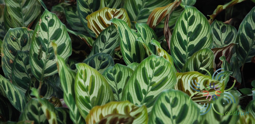 คล้าแววมยุรา Calathea makoyana E.Morren