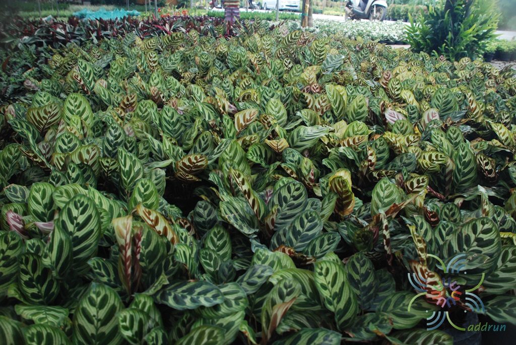 คล้าแววมยุรา Calathea makoyana E.Morren