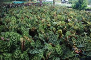 คล้าแววมยุรา Calathea makoyana E.Morren