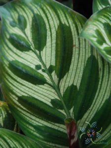 คล้าแววมยุรา Calathea makoyana E.Morren