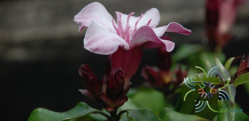 แย้มปีนัง Strophanthus gratus (Wall. & Hook.) Baill.